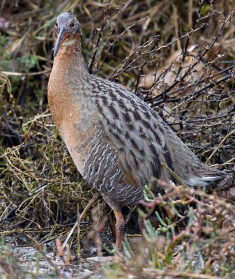Clapper Rail