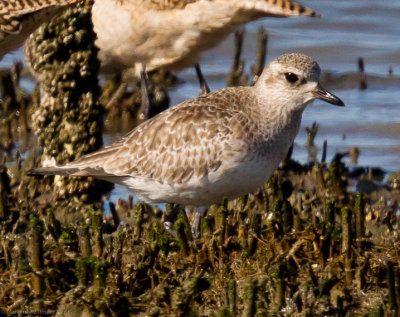 Black-bellied Plover