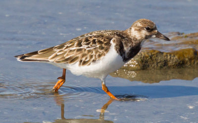 Ruddy Turnstone