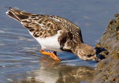 Ruddy Turnstone