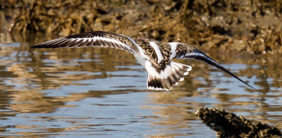 Ruddy Turnstone