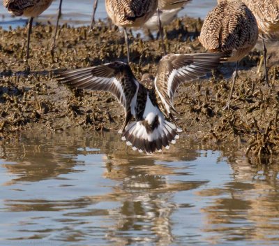Ruddy Turnstone