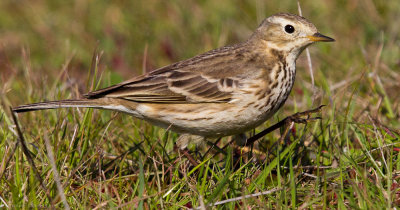 American Pipit