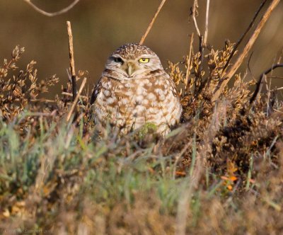 Burrowing Owl