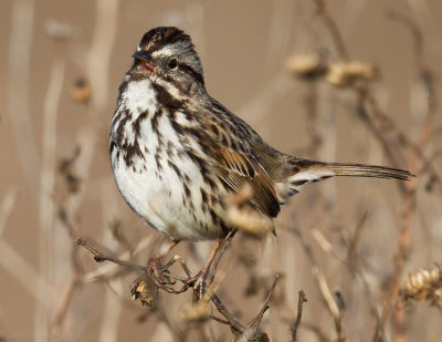Song Sparrow