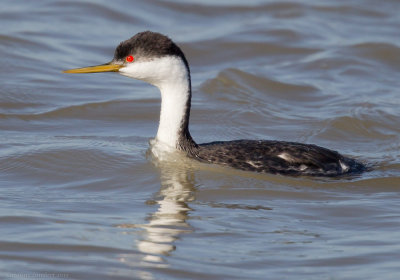 Western Grebes