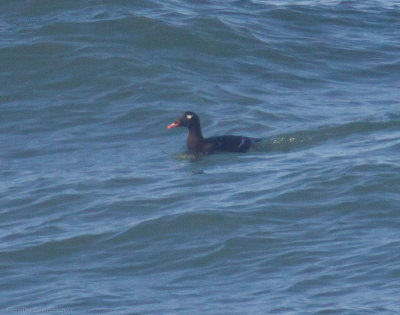 White-winged Scoter