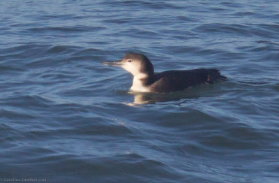 Common Loon