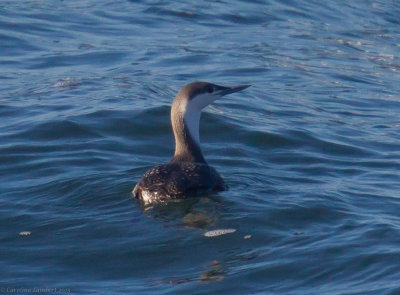 Red-throated Loon