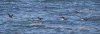 Brant fly-by