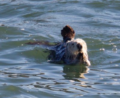 Sea Otter