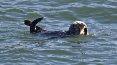 Sea Otter