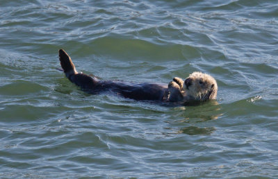 Sea Otter