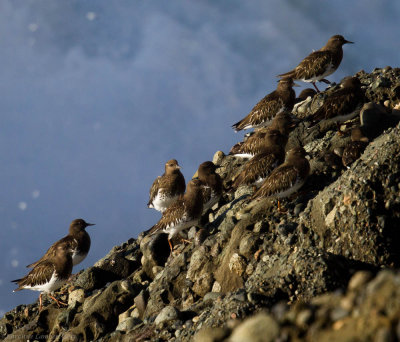 Black Turnstones