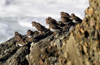 Turnstones