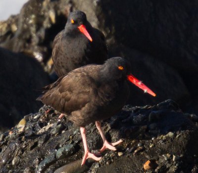 Black Oystercatchers