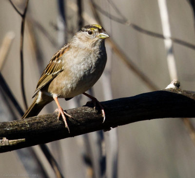 Golden-crowned Sparrow