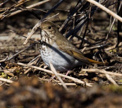 Hermit Thrush