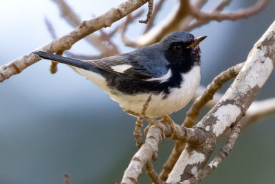 Black-throated Blue Warblers