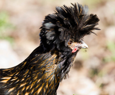 Exotic Chicken