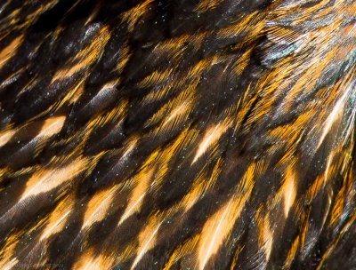 Exotic Chicken feather detail