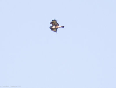 Rough-legged Hawk