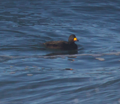 Black Scoter
