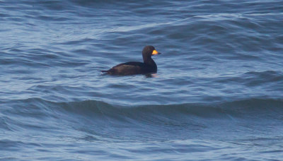 Black Scoter