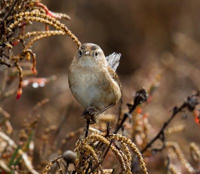Marsh Wren