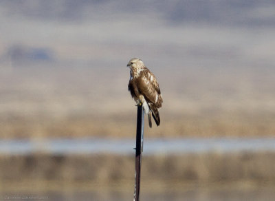 Rough-legged Hawk