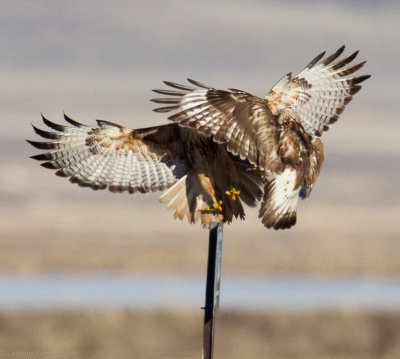 Rough-legged Hawk knocked off its perch by Red-tailed Hawk