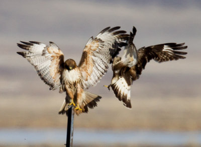 Red-tailed Hawk takes over perch from Rough-legged Hawk