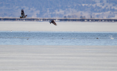 Young Bald Eagle starts chasing the adult. Other Ruddy Ducks below dive for cover