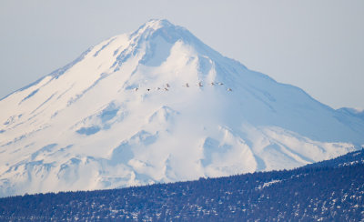 Nine swans, a goose, and Shasta