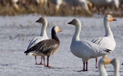 Blue morph Snow Goose