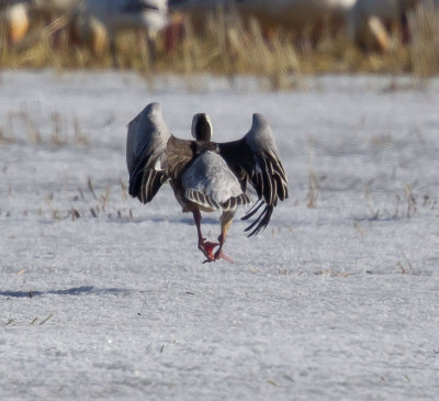 Blue morph Snow Goose takes off