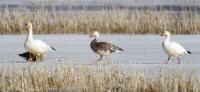 Blue morph Snow Goose chatting with friends while out for morning walk
