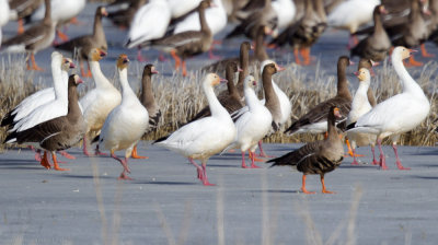 Snow Geese, Ross's Geese, Greater White-fronted Geese