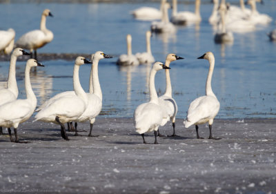 Not Trumpeter Swans