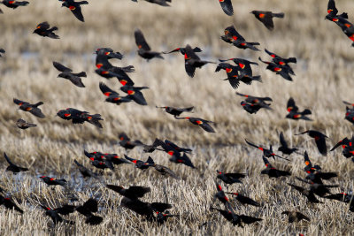 Red-winged Blackbirds in flight