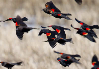 Detail of Red-winged Blackbirds in flight