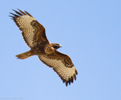 Red-tailed Hawk