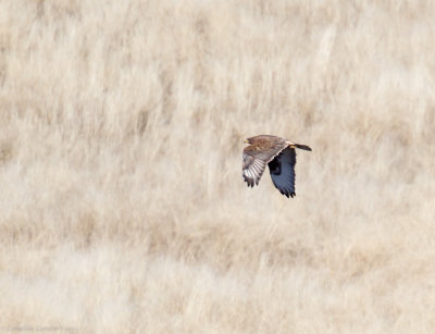 Dark morph Ferruginous Hawk