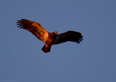 Bald Eagle, red morph