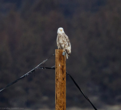 Dilute plumage Bald Eagle