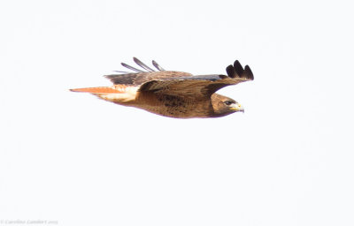 Red-tailed Hawk