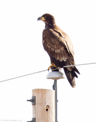 Bald Eagle, juvenile