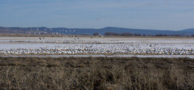 Lots of those white birds