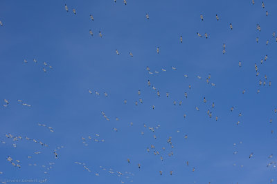 Snow Geese