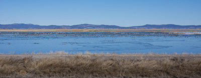 Ducks on Tule Lake